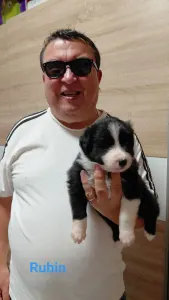 Border Collie - Rubin