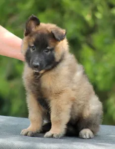 Belgischer Schäferhund - Xantos