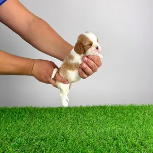 Кавалер кинг-чарльз-спаниель - Franky