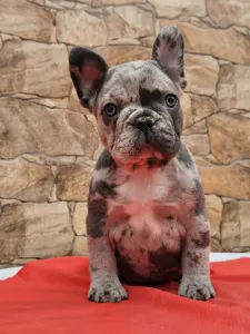 Bouledogue français - Bianka