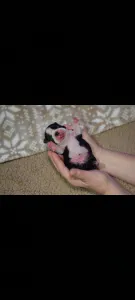 Boston Terrier - Táncos ( Dancer )