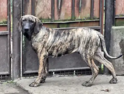 Brazil masztiff - Hektor De Oro Puro