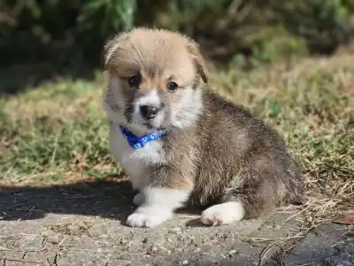 Welsh Corgi Pembroke - Lenox 