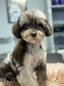 Zwergpudel - Bocaccio