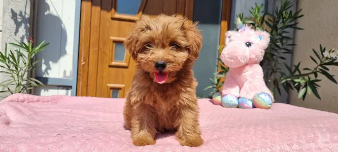 Maltipoo - Málna