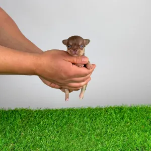 Chihuahua - Chiquita