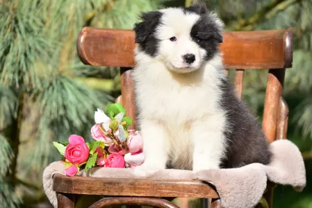 Border Collie - Berwick Guard