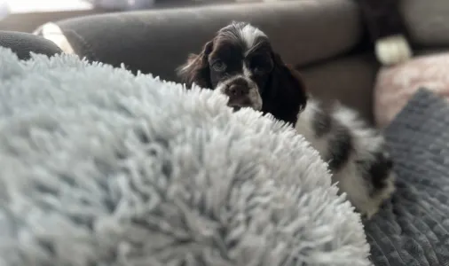 Amerikai cocker spániel - Candy Of Your Brilliand Diamond