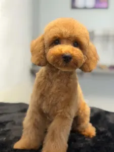 Barbone toy - Smiley