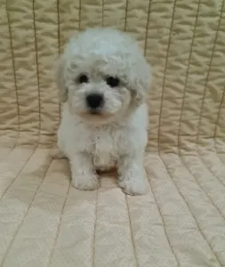 Bichon frisé - Eliot