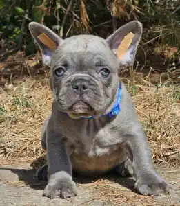 French Bulldog - Sam Silver Blue