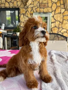 Cavapoo - Charlie
