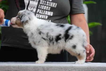 Australian Shepherd - Winstead Lively Gleam