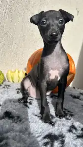 Italienisches Windspiel - Elio