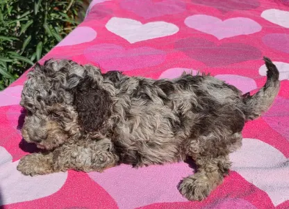 Cavapoo - Choco-Bunny