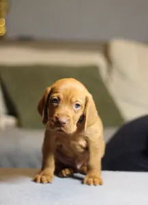 Hungarian Short-haired Vizsla - Jaguar