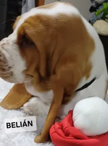 Basset Hound - Belián