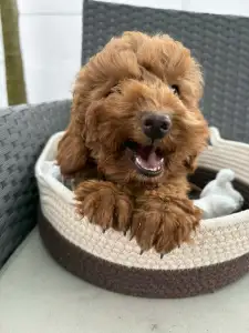 Poodle Miniature - Samu