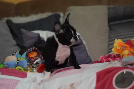 Boston Terrier - Csillag ( Vixen )