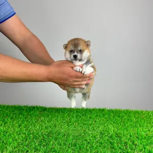 Shiba - Björn