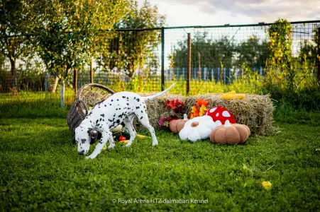 Dalmatiner - Royal Arena Htz Bruno