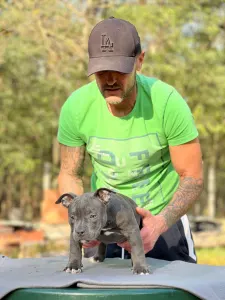 American Bully - Pocket - Luna