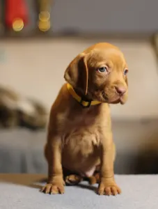 Rövidszőrű magyar vizsla - Lemi