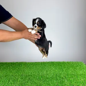 Cavalier King Charles Spaniel - Veritas