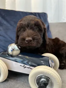 Labradoodle - Dertons Bailey