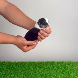 Pembroke Welsh Corgi - Yesso