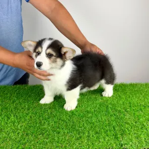 Welsh Corgi Pembroke - Benetton