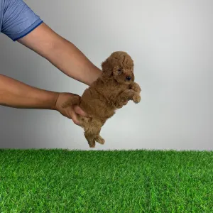 Poodle Miniature - Hiper