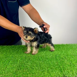 Yorkshire Terrier - Dora