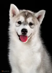 Siberian Husky - Saint Michael Island Before I Forget
