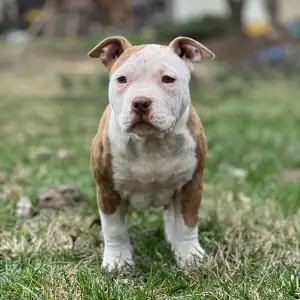 American Bully - Pocket - Barbi