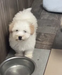 Coton de Tulear - Krémes
