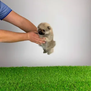 German Pomeranian Spitz - Sibylle