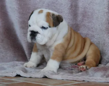 Angol bulldog - Rengőhegyi-ormán Desiree