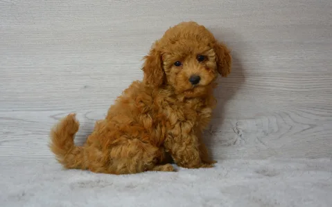 Poodle Miniature - Remy