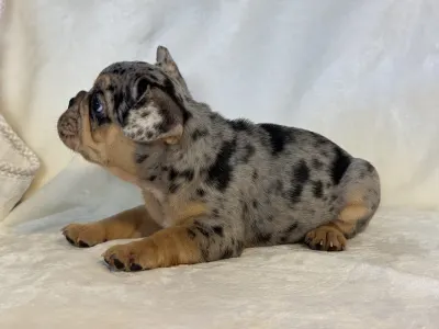 French Bulldog - Candy