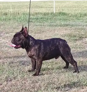 Chien de cour italien - Miora Frenchie Bulldog Kennel