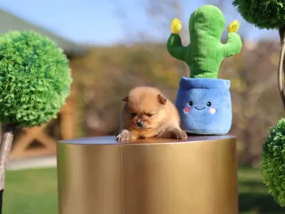 German Pomeranian Spitz - Leonardo๐