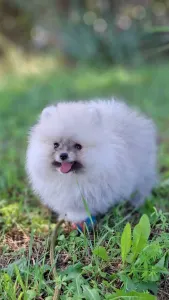 Pomeranian - Monty