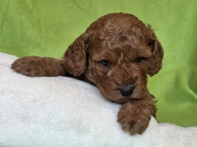 Cavapoo - Jackson