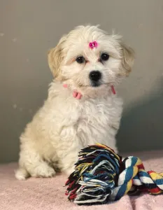 Maltipoo - Mila