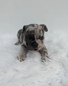 Bulldog francese - John