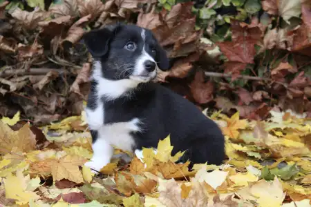 Cardigan welsh corgi - Alyx Ebonit Exclusive 