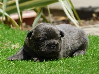 Französische Bulldogge - Glória 