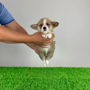 Welsh Corgi Pembroke - Spike