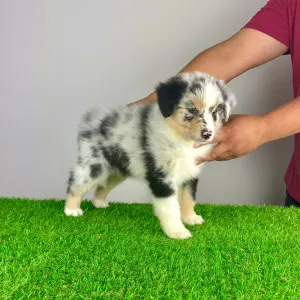 Australian Shepherd - Tamy